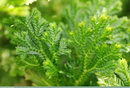 Selaginella Martensii